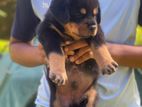 Rottweiler Puppies