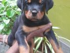 Rottweiler Puppies