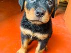 Rottweiler Puppies