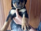 Rottweiler Puppies