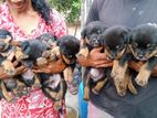 Rottweiler Puppies