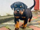 Rottweiler Puppies