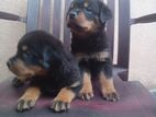 Rottweiler Puppies