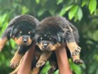 Rottweiler Puppies