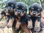 Rottweiler Puppies