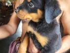 Rottweiler Puppies