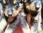 Rottweiler Puppies