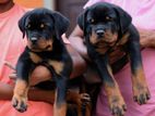 Rottweiler Puppies