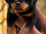 Rottweiler Puppies