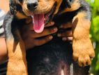 Rottweiler Puppies