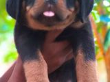 Rottweiler Puppies