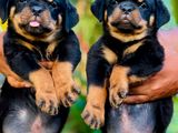 Rottweiler Puppies