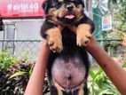 Rottweiler Puppy