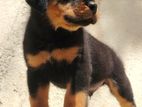 Rottweiler Puppies