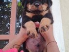 Rottweiler Puppies