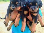 Rottweiler Puppies