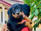 Rottweiler Puppy