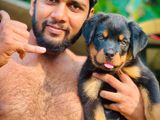 Rottweiler Puppies