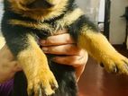 Rottweiler Puppies