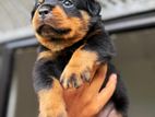 Rottweiler Puppies