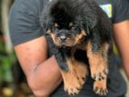 Rottweiler Puppies