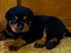 Rottweiler Puppies