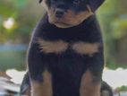 Rottweiler Puppies