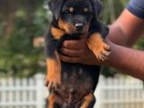 Rottweiler Puppies