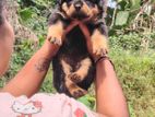 Rottweiler Puppies