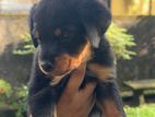 Rottweiler Puppies