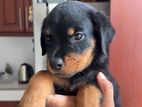 Rottweiler Puppies