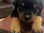 Rottweiler Puppies
