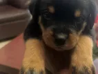 Rottweiler Puppies