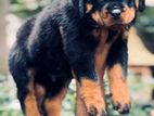Rottweiler Puppies