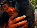 Rottweiler Puppies