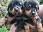 Rottweiler Puppies