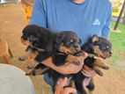 Rottweiler Puppies