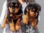 Rottweiler Puppies