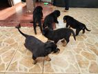 Rottweiler Puppies
