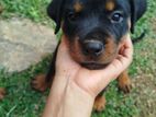 Rottweiler Puppies