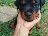 Rottweiler Puppies