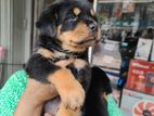 Rottweiler Puppies