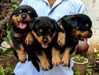 Rottweiler Puppies