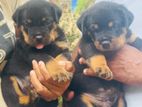 Rottweiler Puppies