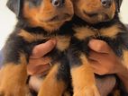 Rottweiler Puppies