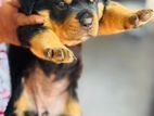 Rottweiler Puppies