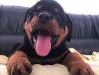 Rottweiler Puppies