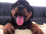 Rottweiler Puppies