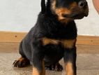Rottweiler Puppies