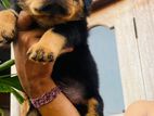 Rottweiler Puppies